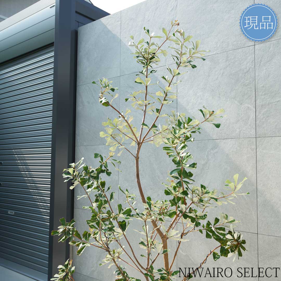 楽天市場】【現品】【バンクシア】コーストバンクシア オージー