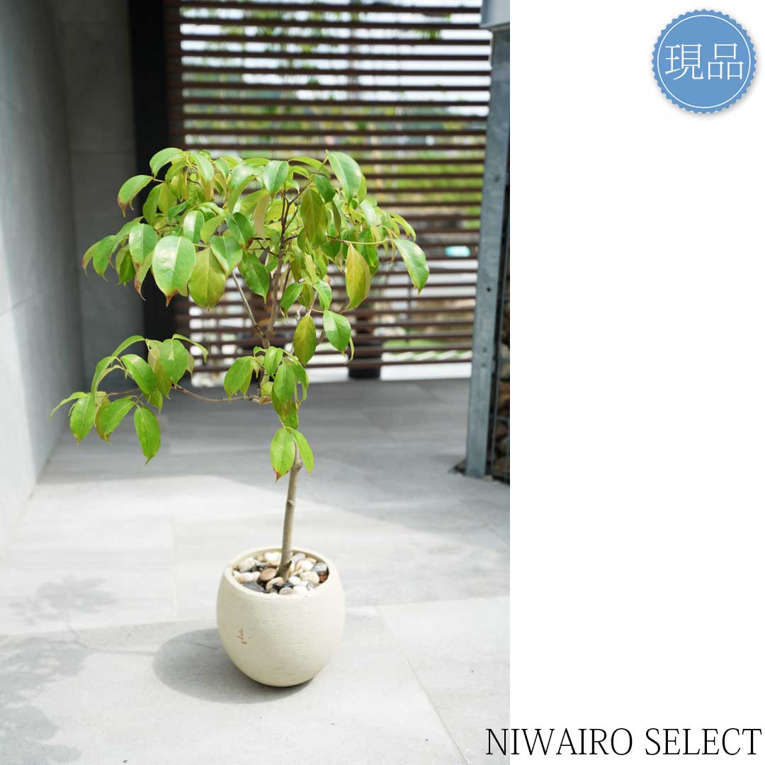 楽天市場】鉢植え【常緑ヤマボウシ】ホンコンエンシス 月光 自然風樹形