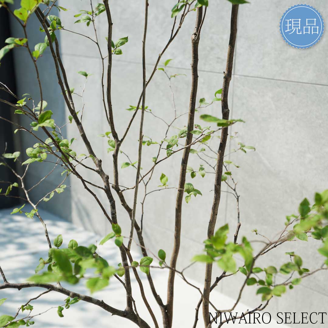 楽天市場】【現品】山採り【ナツハゼ】夏櫨 本株立ち 自然風樹形 樹高H