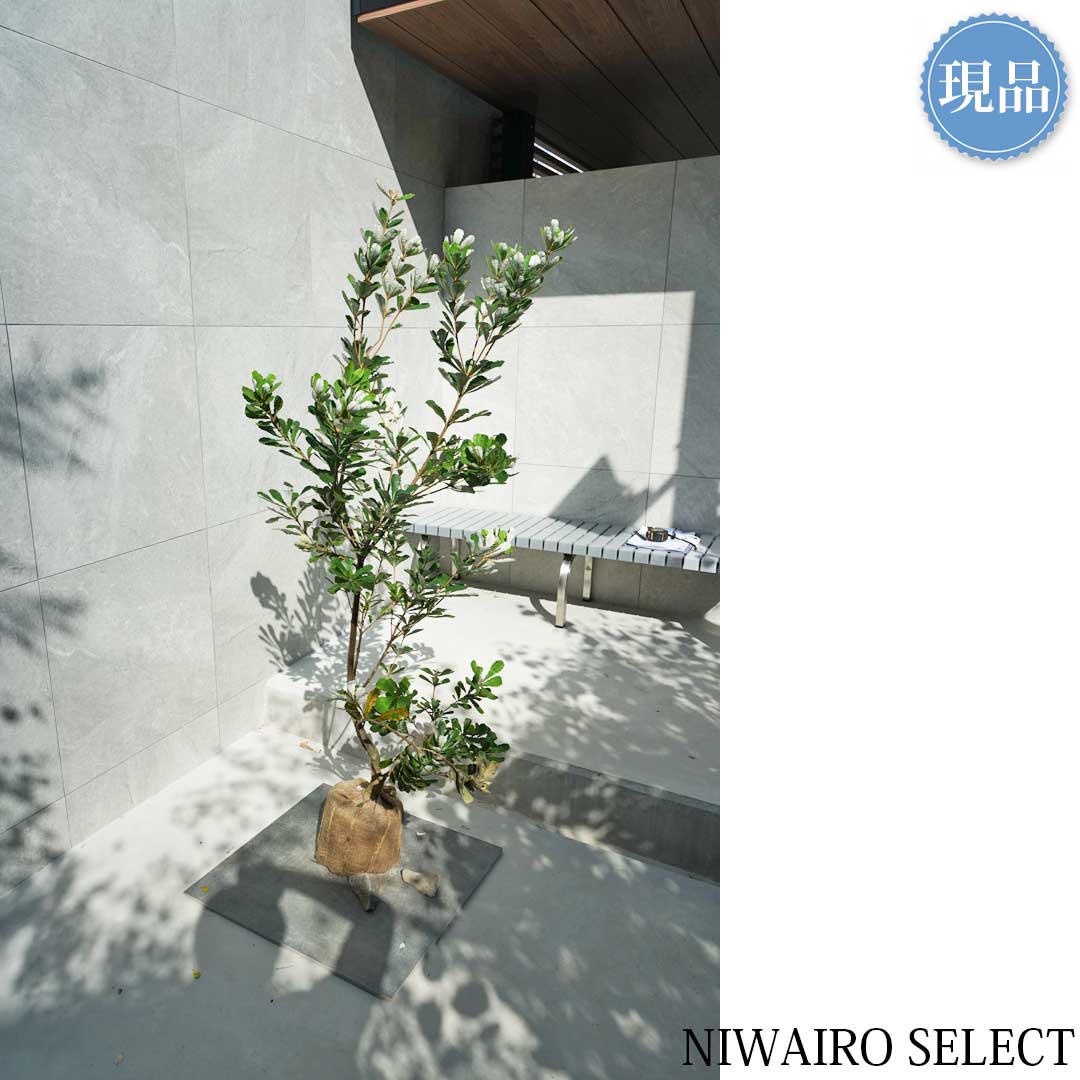 楽天市場】【現品】【バンクシア】コーストバンクシア オージー