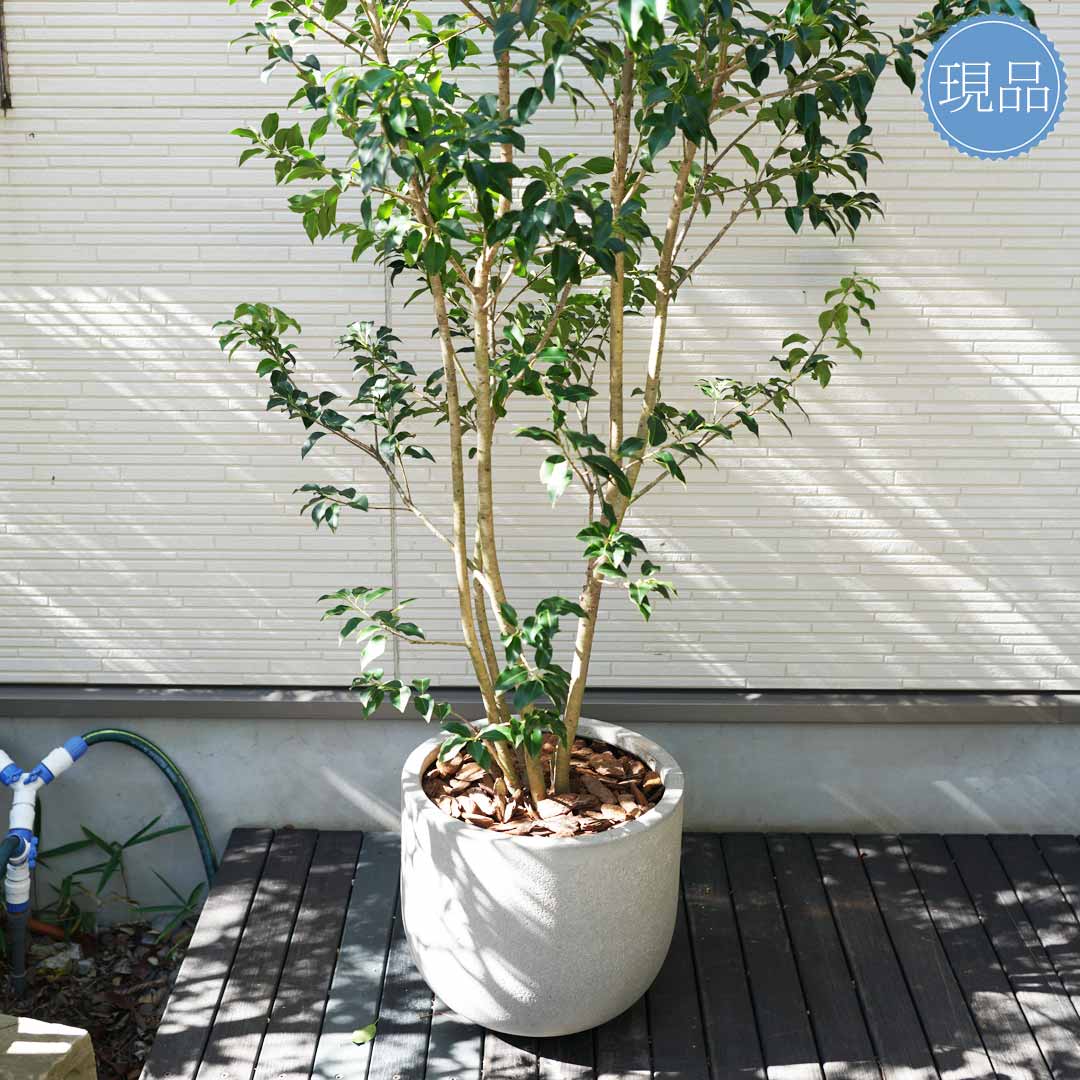 楽天市場】鉢植え【ソヨゴ】株立ち 自然風樹形 雌株 全高H≒215 × 枝張