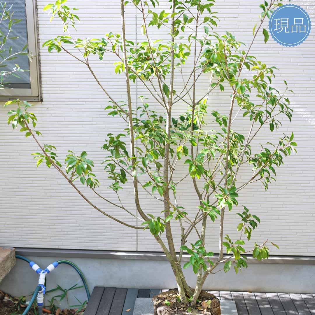 楽天市場】【ソヨゴ】株立ち 自然風樹形 雌株 樹高H≒235 × 枝張W