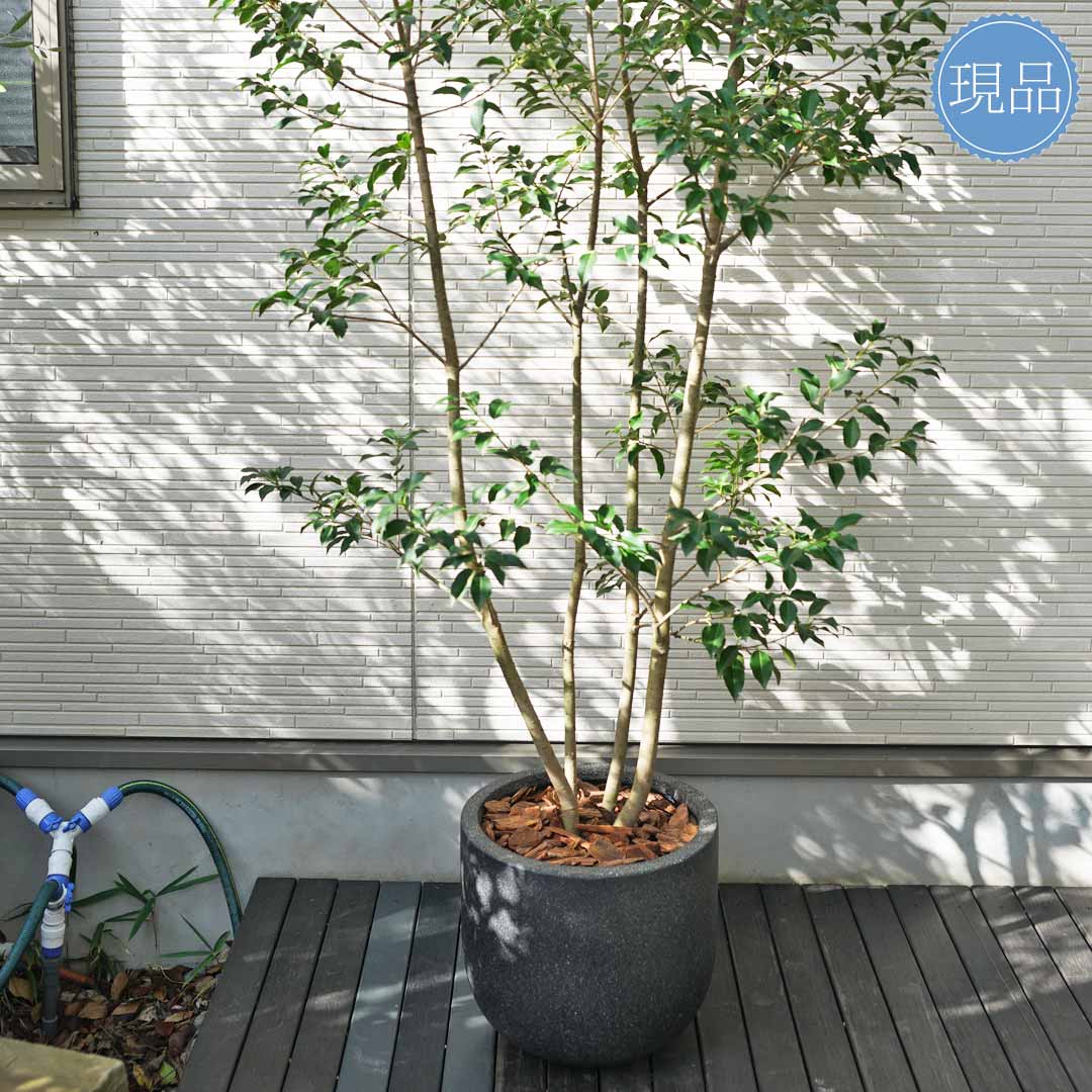 楽天市場】【現品】鉢植え【ソヨゴ】株立ち 自然風樹形 雌株 全高H