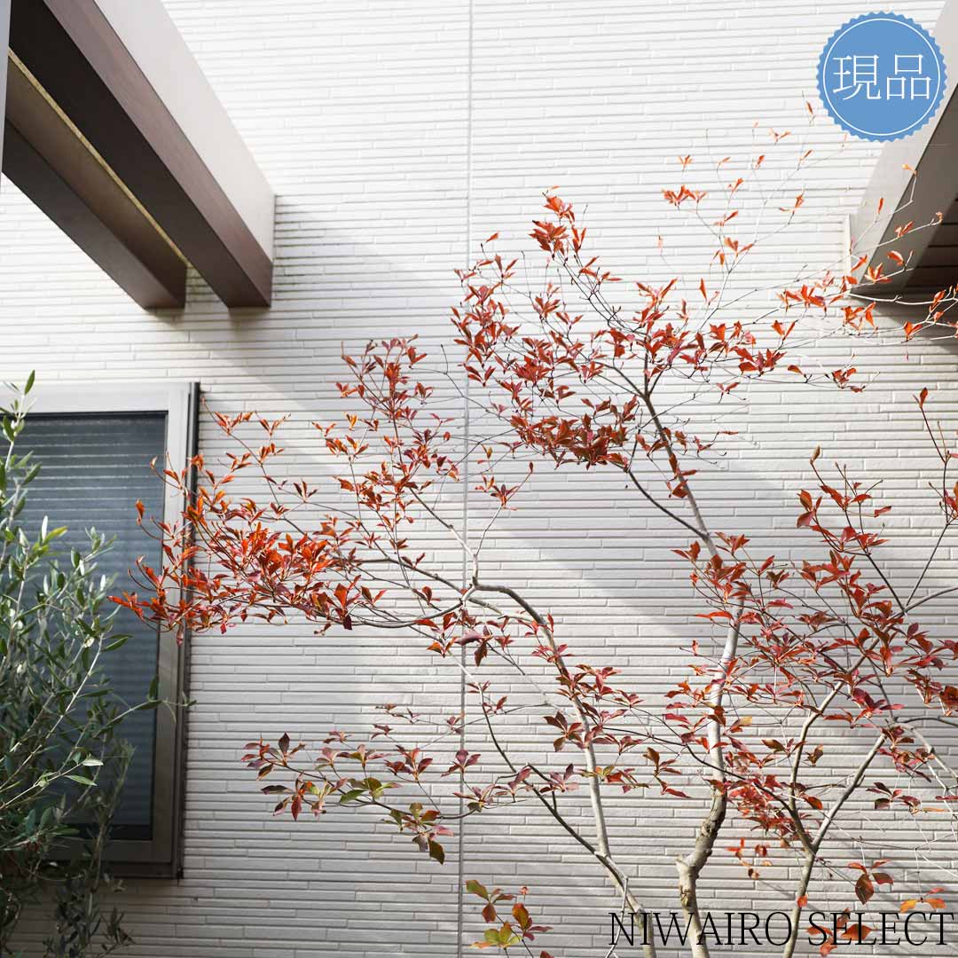 楽天市場】大型 山採り【ドウダンツツジ】株立ち 自然風樹形 樹高H