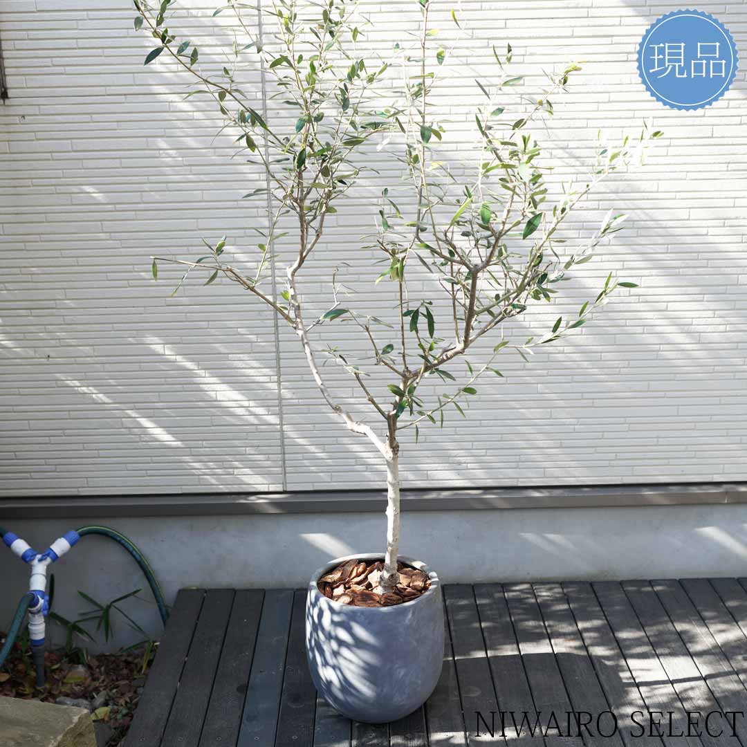 楽天市場】【現品】鉢植え【オリーブの木】コロネイキ 自然風樹形 全高