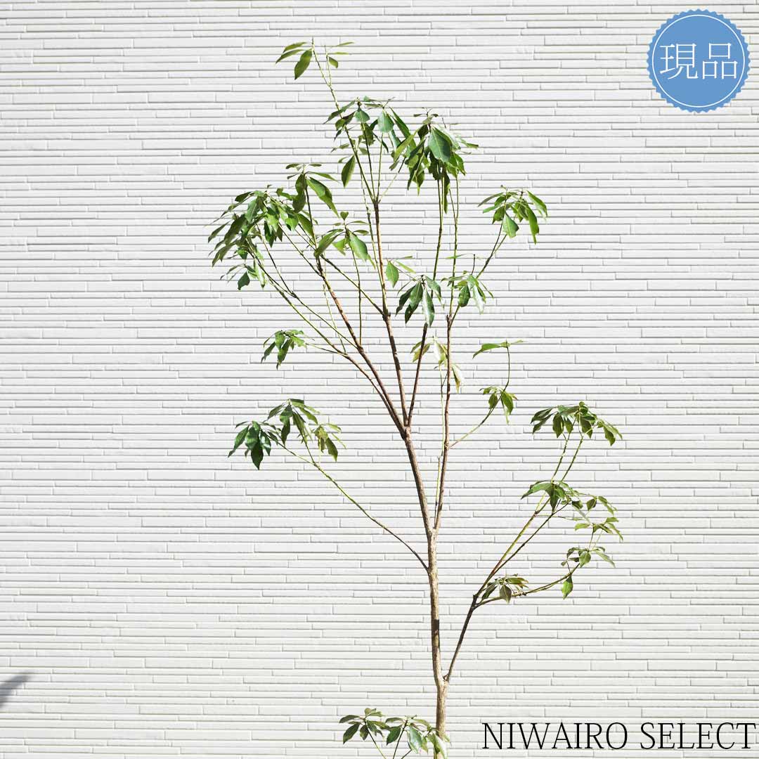 楽天市場】【現品】山採り【アセビ】白花 馬酔木 自然風樹形 樹高H