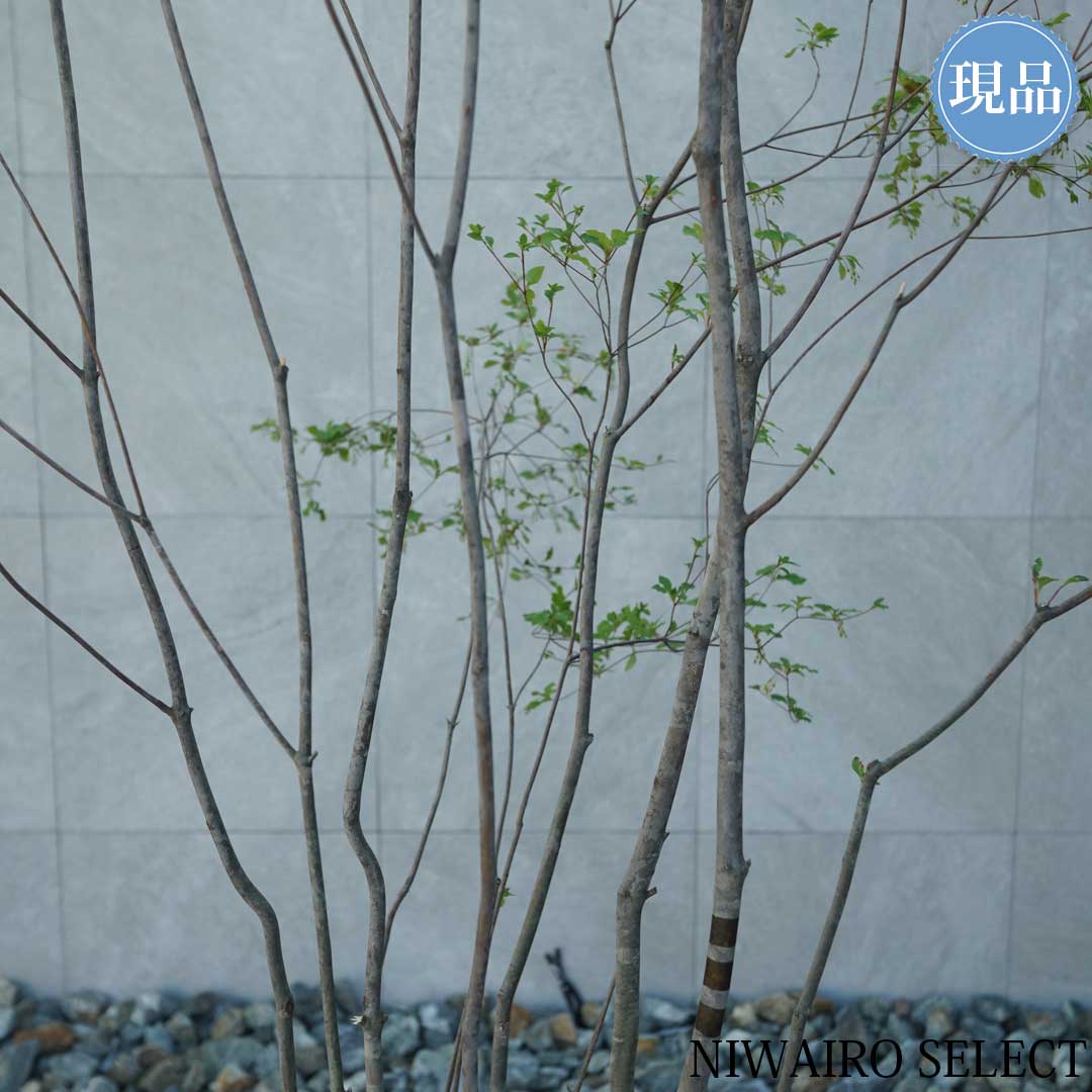 楽天市場】【現品】山採り【アブラツツジ】アブラドウダンツツジ 油