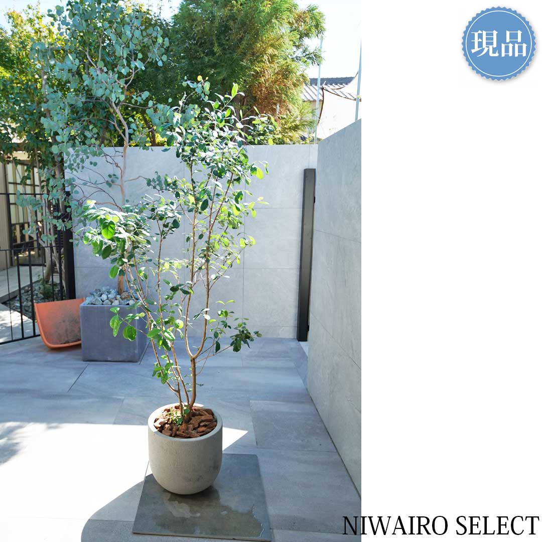 超逸品。フェイジョア株立ち1.4M(鉢底から)品番B 超逸品。フェイジョア