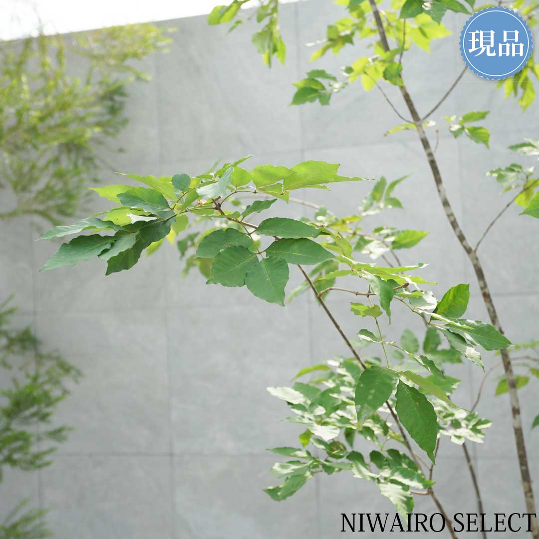 楽天市場】【現品】山採り【アオダモ】本株立ち 自然風樹形