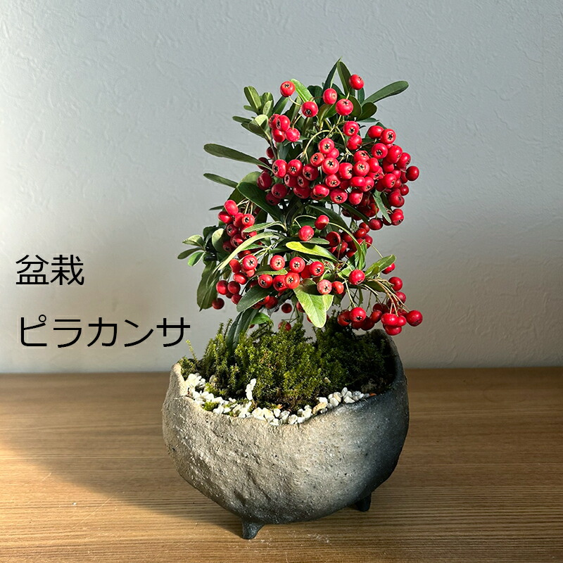 楽天市場】現在実なし 盆栽 ピラカンサの盆栽鉢 真山茜 炭化焼締鉢