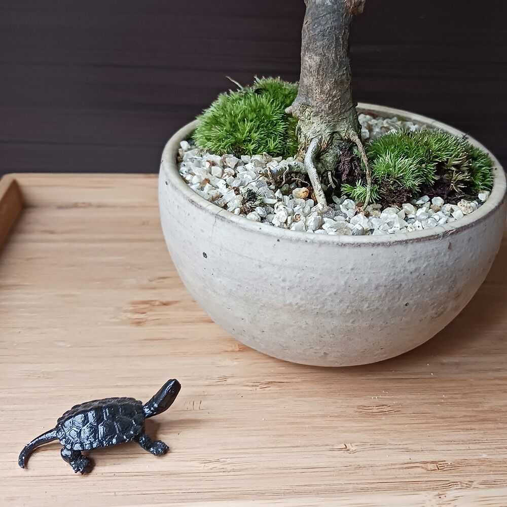 楽天市場】ミニチュア 添配 盆景 蝋型鋳物 銅製 亀（かめ）中サイズ