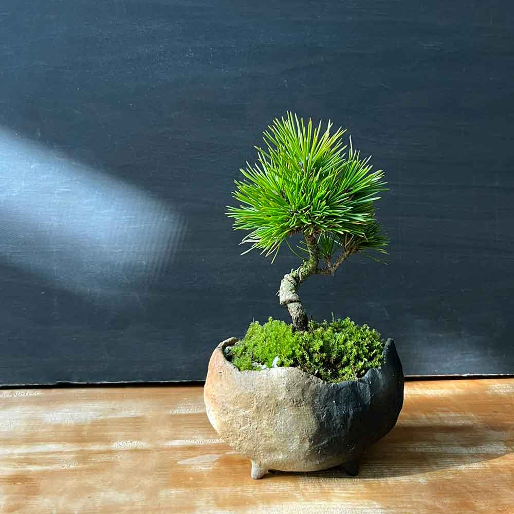 楽天市場】盆栽 黒松 くろまつ 盆栽 鉢 作家 真山茜 炭化焼〆 ぼんさい