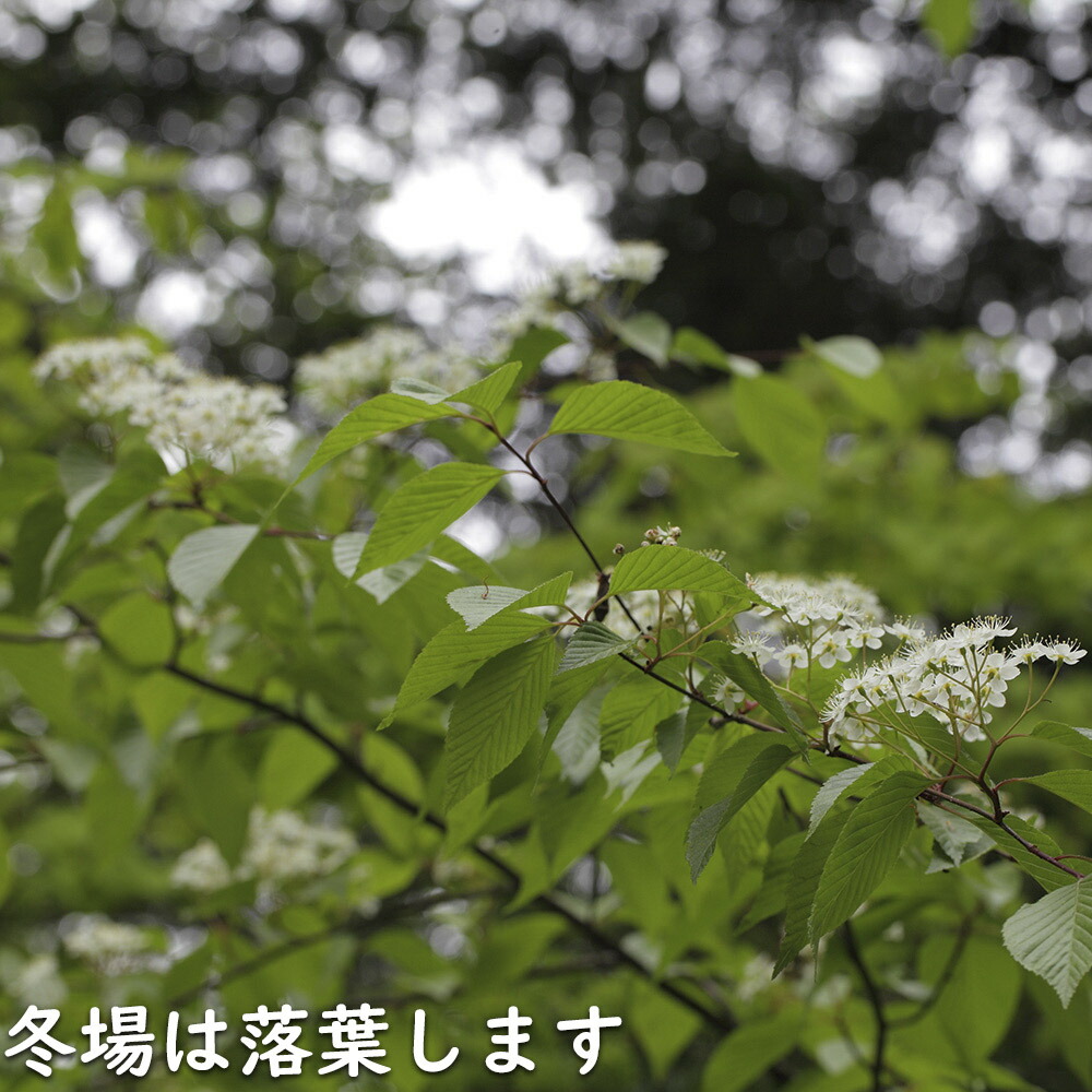 楽天市場】アズキナシ 2m 露地 2本 苗木 : トオヤマグリーン