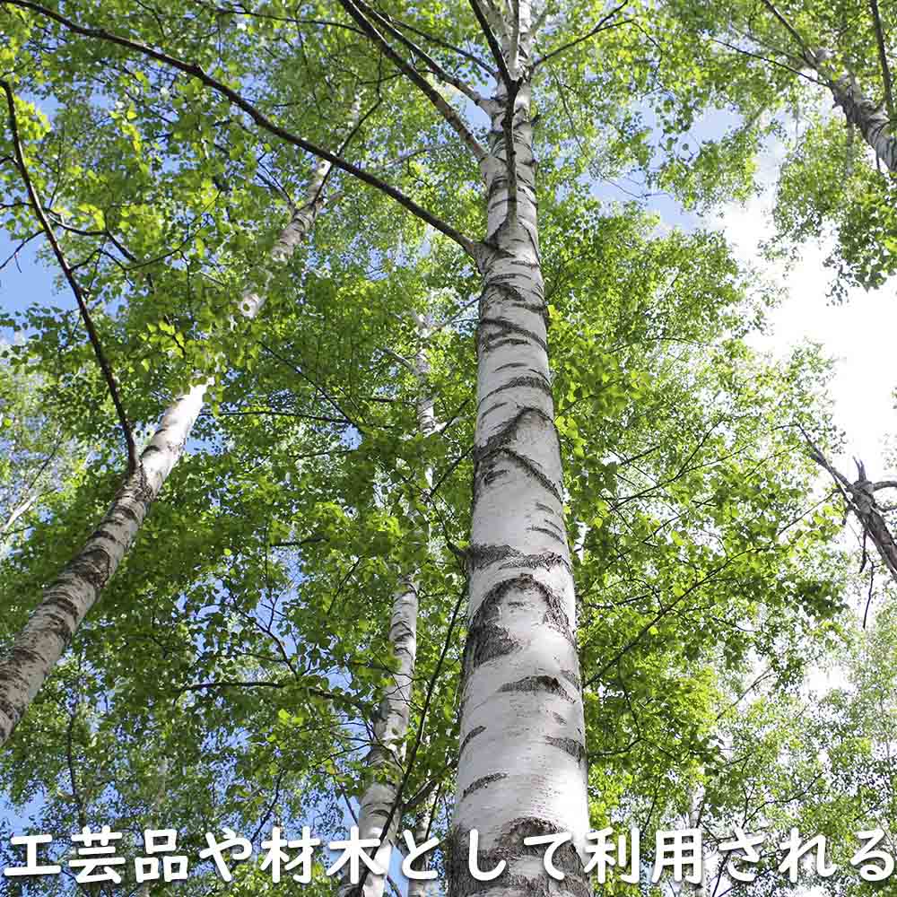 楽天市場】シラカバ 0.3m 10.5cmポット 10本 苗 : トオヤマグリーン