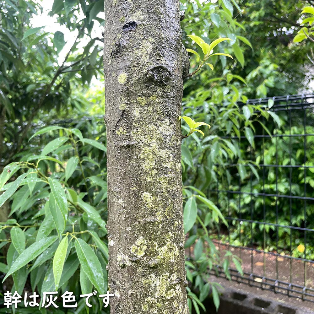 楽天市場】ソヨゴ 株立ち 2.5m 露地 苗木 : トオヤマグリーン