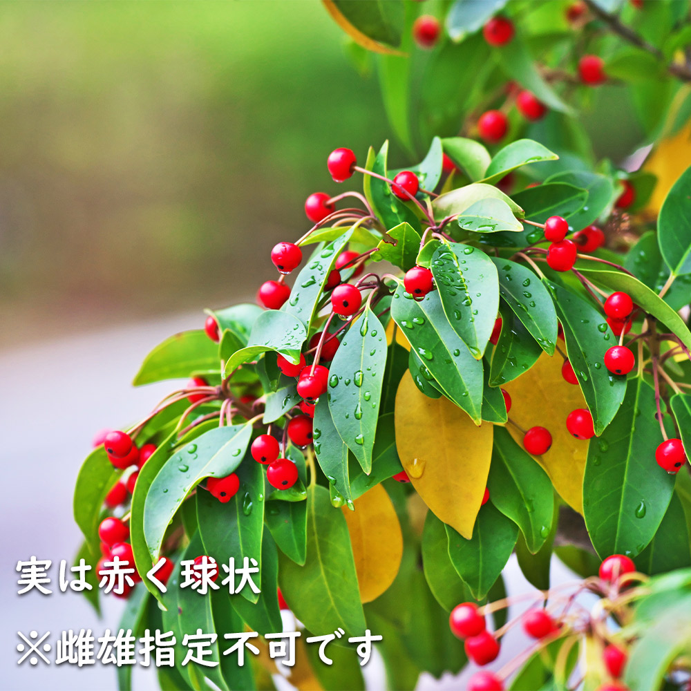 楽天市場】ソヨゴ 単木 2.5m 露地 2本 苗木 : トオヤマグリーン