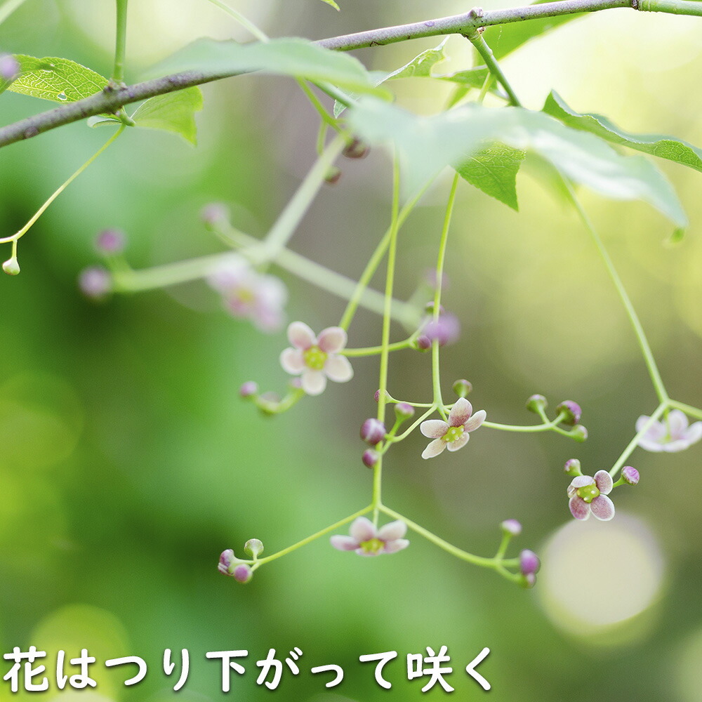 楽天市場】ツリバナ 株立ち 2m 露地 苗木 : トオヤマグリーン