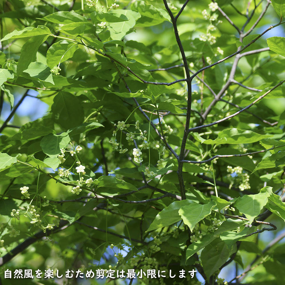 楽天市場】ツリバナ 株立ち 2m 露地 苗木 : トオヤマグリーン