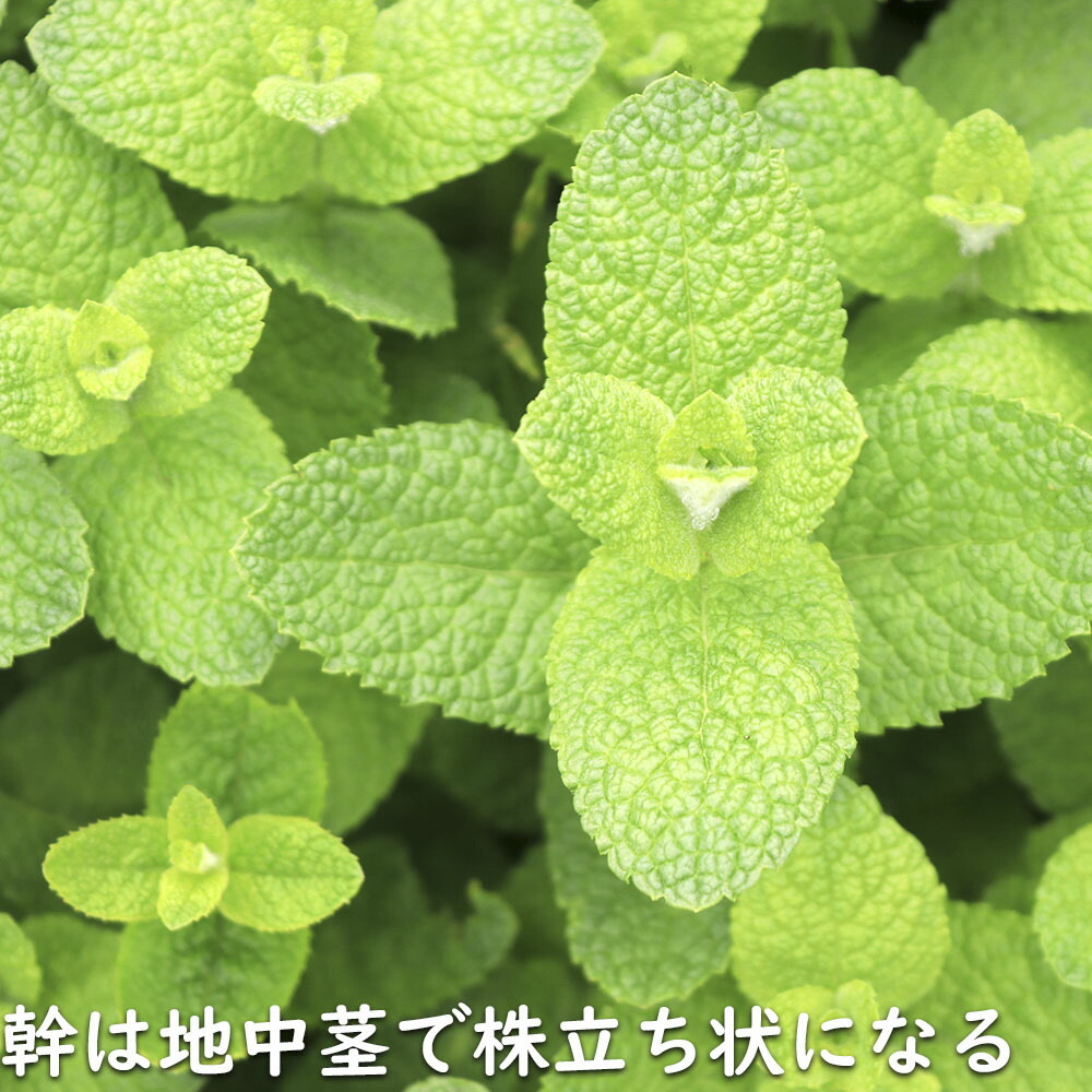 楽天市場】ペパーミント 9.0cmポット 苗 : トオヤマグリーン