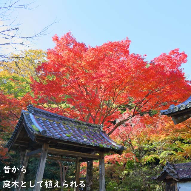 楽天市場】イロハモミジ 株立ち 2m 露地 苗木 : トオヤマグリーン