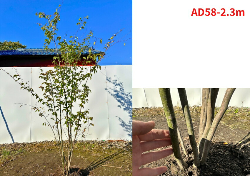 楽天市場】【現品発送】アカシデ(アカメソロ) 株立ち 樹高1.9-2.3m(根