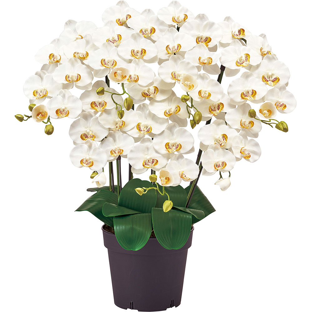 楽天市場】胡蝶蘭 鉢花 7本立 光触媒加工 ピュア オーキッド おしゃれ