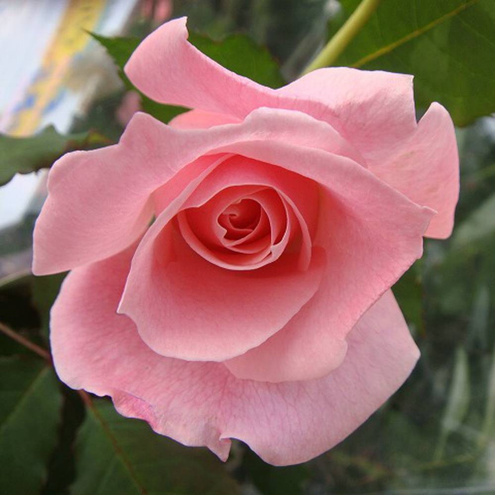 楽天市場】四季咲きバラ苗 【ブライダルピンク】 1年生新苗 : 苗木部