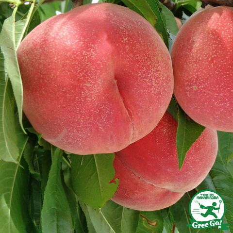 楽天市場】桃 苗木 【川中島白桃】 1年生 接ぎ木 ポット苗 白桃 もも