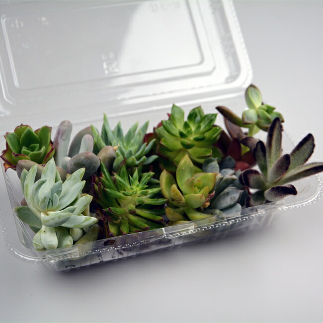 楽天市場】多肉 カット 苗 岐孝園 産直 多肉植物 カット苗 10種セット
