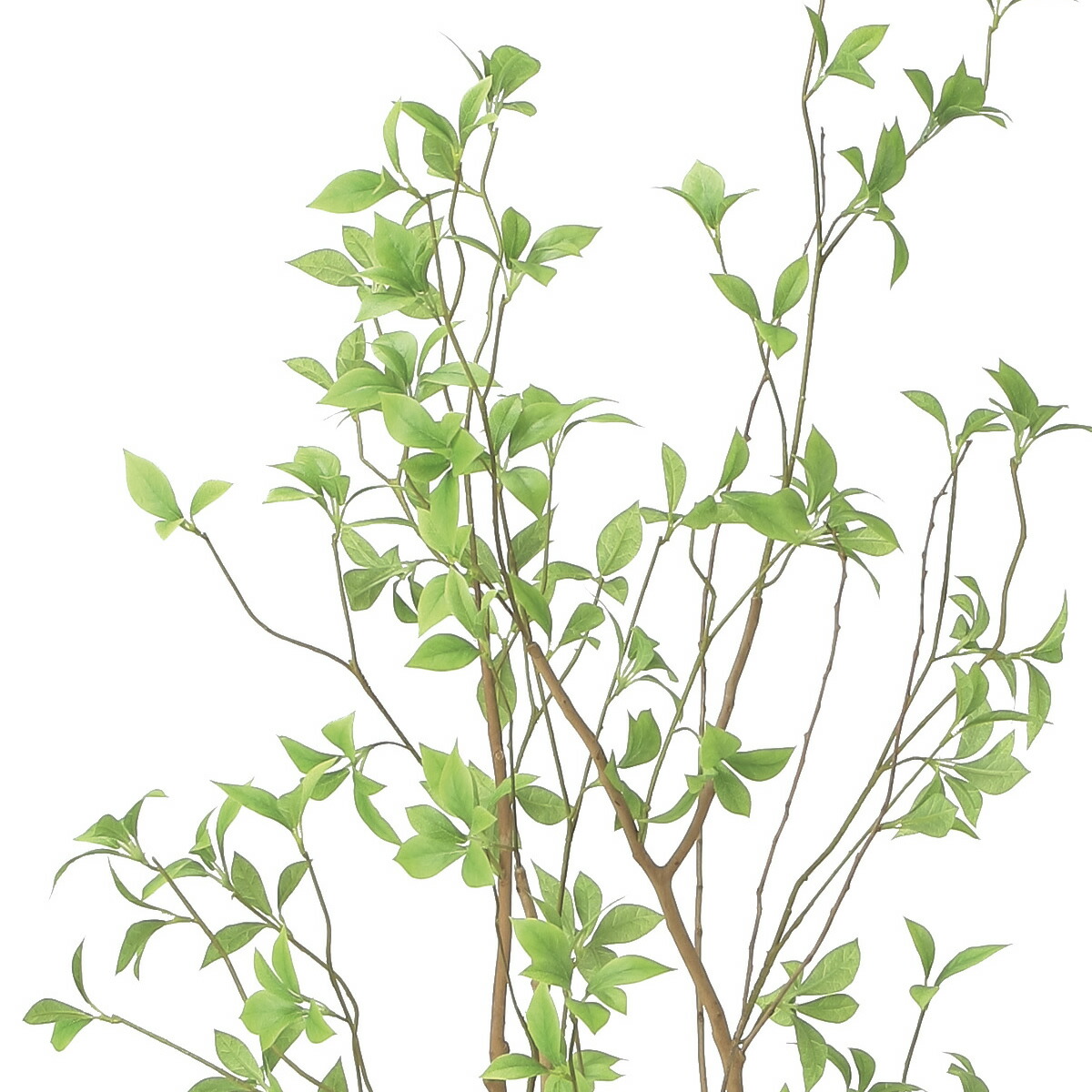 楽天市場】光触媒 光の楽園 クロモジ1.6 インテリア フェイクグリーン