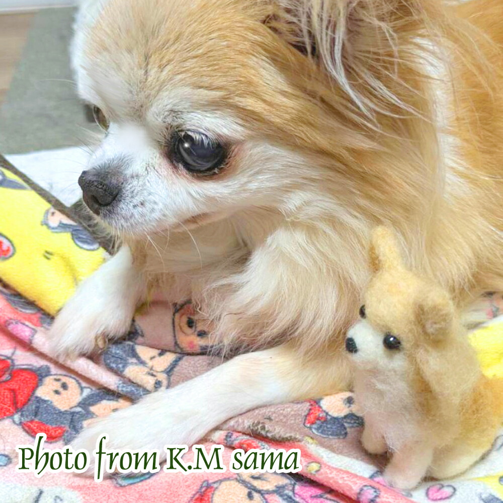 楽天市場】ロングコート チワワのマスコット手作りキット 羊毛フェルト