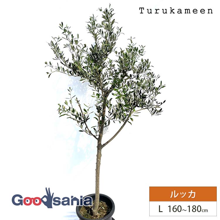 オリーブ 鉢植え 盆栽」の人気商品一覧 | 安い商品を通販サイトから