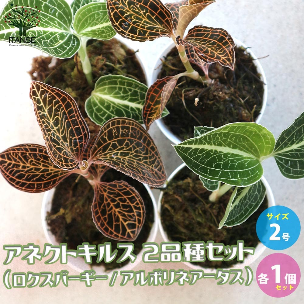 楽天市場】アネクトキルス 'ローズゴールド' 2寸 (ジュエルオーキッド