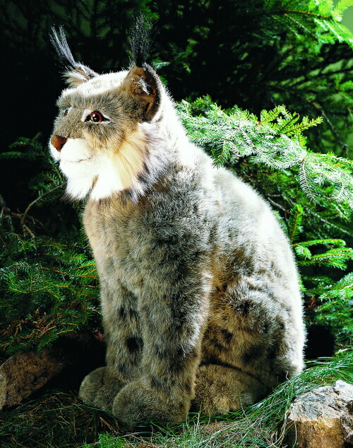 楽天市場】ケーセン ぬいぐるみ Kosen オオヤマネコ (座り) 43cm Lynx