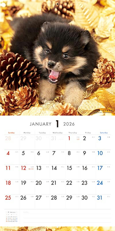楽天市場】［公式］PICTWANカレンダー 2026年【L判】ポメラニアン