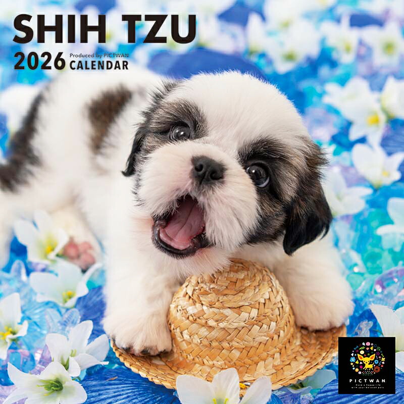 楽天市場】［公式］PICTWANカレンダー 2026年【S判】シー・ズー【ゆう