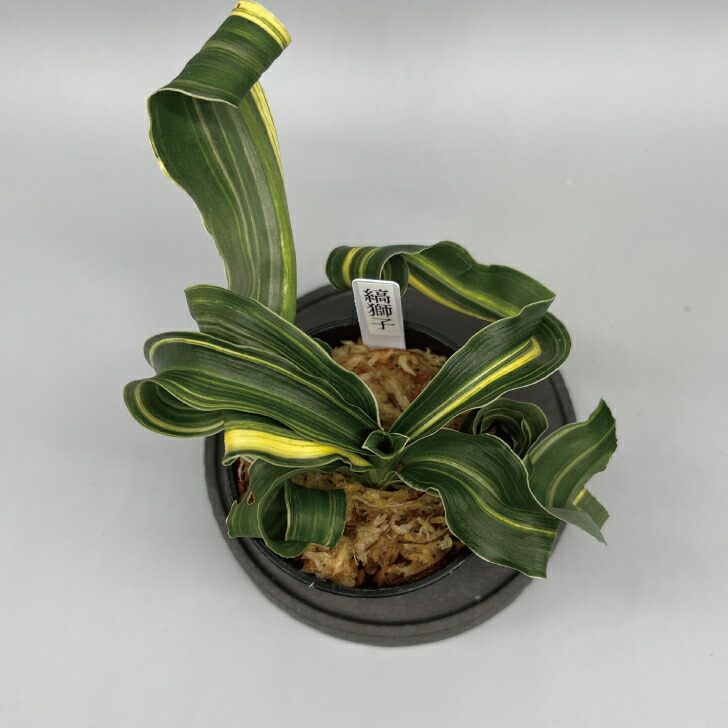 楽天市場】◇獅子万年青 縞獅子◇万年青 引っ越し万年青 獅子万年青