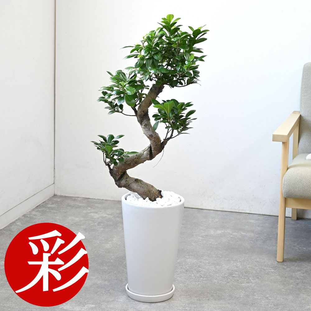 楽天市場】【23日まで最大7%引クーポン配布中】ガジュマル（昇り竜