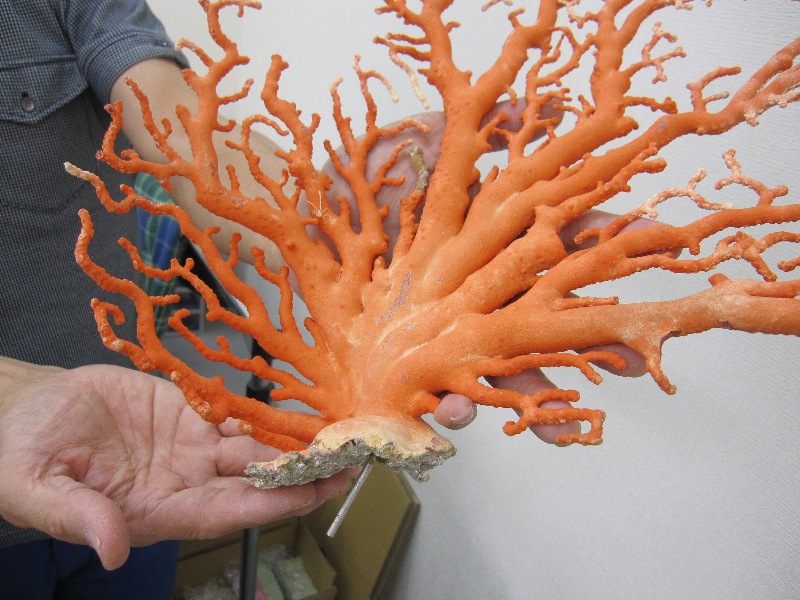 楽天市場】【豪華】桃珊瑚の原木・拝見・置物 黒檀台 置き物 飾り