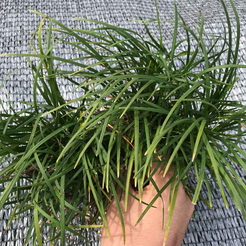 楽天市場】リュウノヒゲ（ガーデニング・農業｜花・ガーデン・DIY）の通販