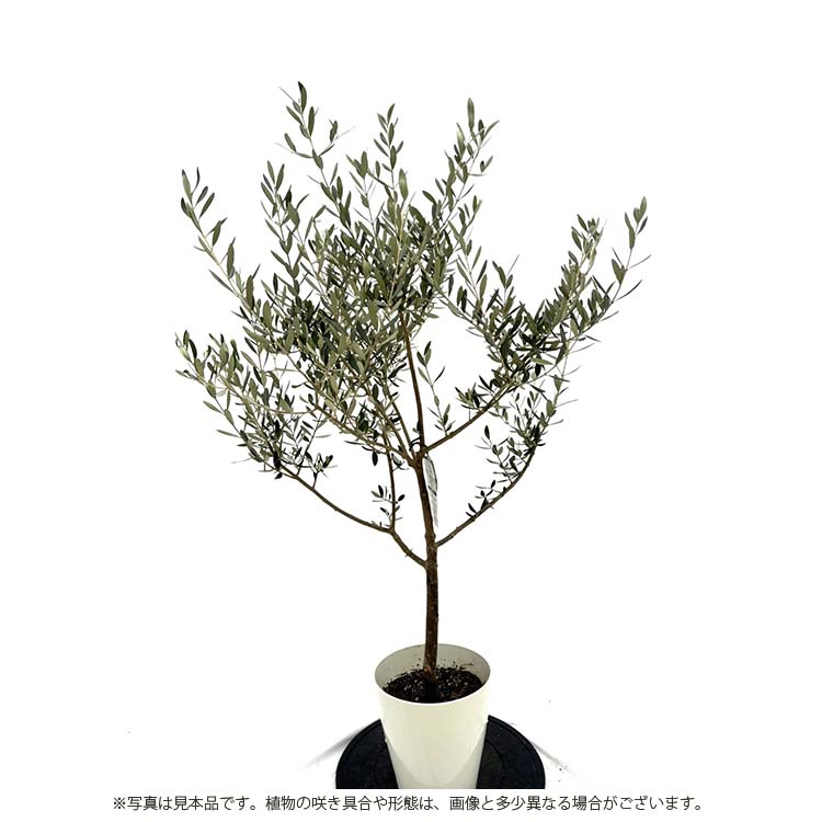 楽天市場】鶴亀園 オリーブの木 ルッカ Small (約100~120cm