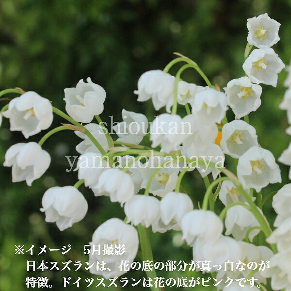 楽天市場】日本スズラン 10.5cmポット苗 春咲き山野草/耐寒性多年草