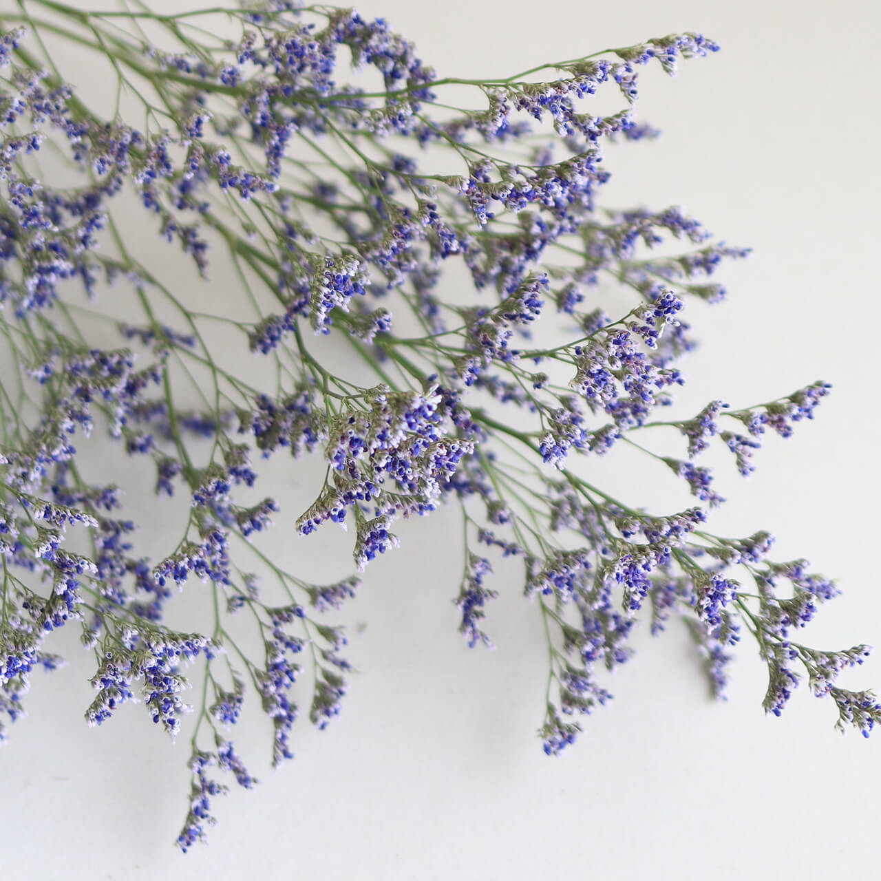 楽天市場】スターチス HBチース ブルーファンタジア / ドライフラワー