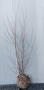 エゴノキ 株立」の人気商品一覧 | 安い商品を通販サイトから探す