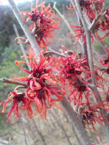 楽天市場】ツボミ付き【赤花満作（アカバナマンサク）】樹高1.5m前後