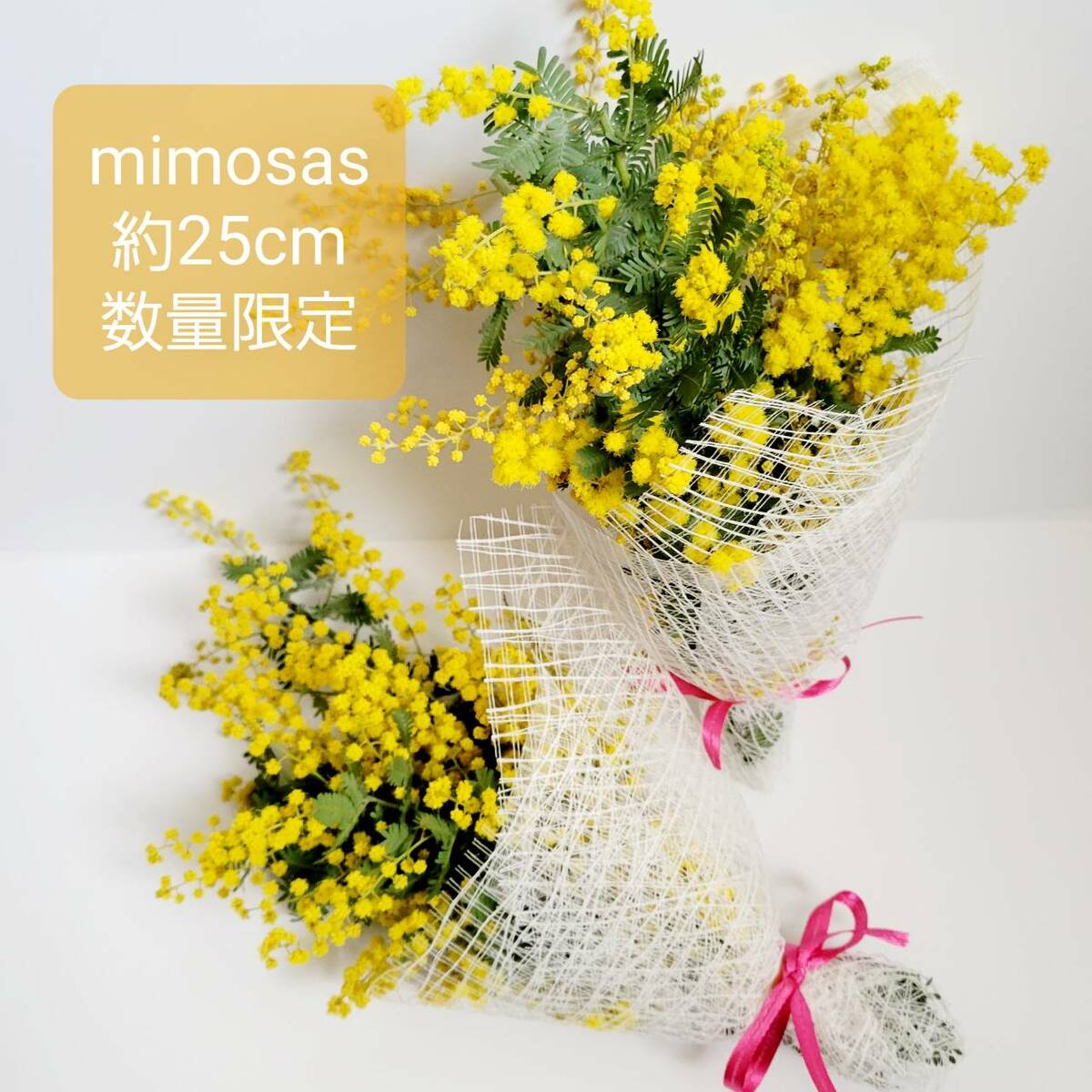 楽天市場】ミモザ 大人気商品 ドライフラワー ミモザ 楽天市場売上NO,1