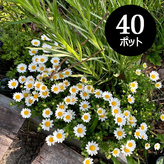 楽天市場】ノースポール 花苗 40個 セット (3寸 3号 9cmポット) ケース