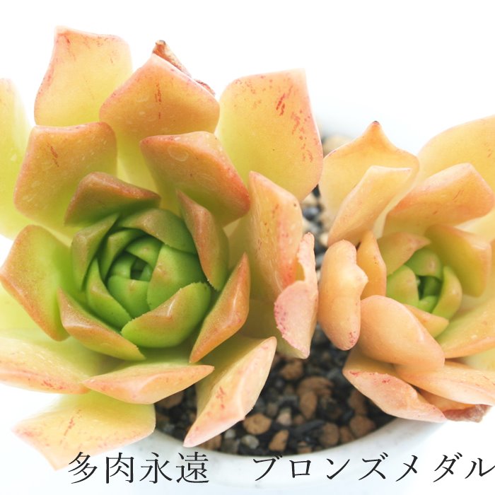 96#多肉植物アエオニウム錦❤️ブロンズメダル錦❤️50-60大頭27cm 拔