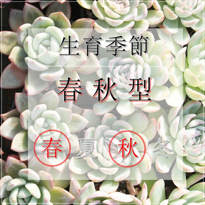 楽天市場】多肉植物 緑亀の卵 セダム sedum hernandezi 苗 寄せ植え