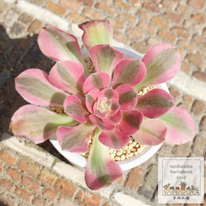 楽天市場】ピンクウィッチ アエオニウム Mサイズ 5.5cmポット 多肉植物